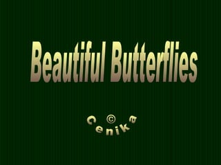 © Cenika Beautiful Butterflies 