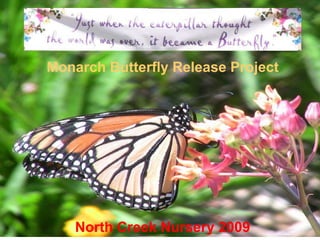 Monarch Butterfly Release Project American Beauties Native Plants 2009 
