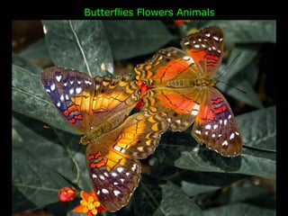 Butterflies, Flowers and Animals
 