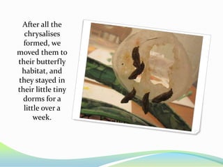 After all the
  chrysalises
  formed, we
moved them to
their butterfly
 habitat, and
they stayed in
their little tiny
  dorms for a
  little over a
      week.
 