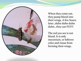 When they come out,
they pump blood into
their wings. A few hours
later…duhn duhn duhn
duhn…they can FLY!!!

The red you see is not
blood. It is only
meconium, or leftover
color and tissue from
forming their wings.
 