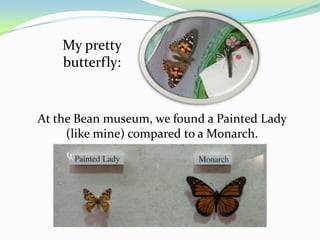 My pretty
    butterfly:


At the Bean museum, we found a Painted Lady
     (like mine) compared to a Monarch.
 