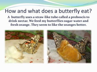 How and what does a butterfly eat?
 A butterfly uses a straw-like tube called a proboscis to
 drink nectar. We feed my butterflies sugar-water and
   fresh orange. They seem to like the oranges better.
 