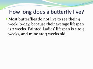 How long does a butterfly live?
 Most butterflies do not live to see their 4
 week b-day, because their average lifespan
 is 2 weeks. Painted Ladies’ lifespan is 2 to 4
 weeks, and mine are 3 weeks old.
 