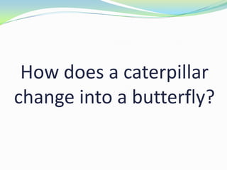 How does a caterpillar
change into a butterfly?
 