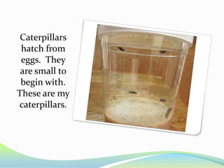 Caterpillars
 hatch from
 eggs. They
 are small to
 begin with.
These are my
caterpillars.
 