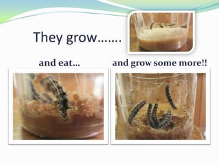 They grow…….
and eat…   and grow some more!!
 