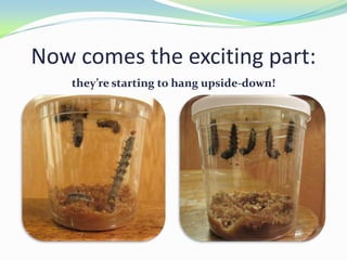 Now comes the exciting part:
    they’re starting to hang upside-down!
 