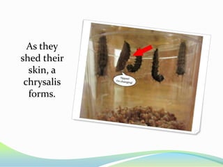 As they
shed their
  skin, a
 chrysalis
  forms.
 