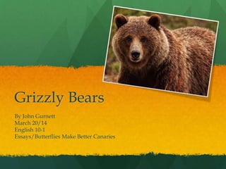Grizzly Bears
By John Gurnett
March 20/14
English 10-1
Essays/Butterflies Make Better Canaries
 