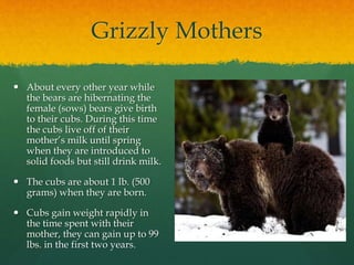 Grizzly Mothers
 About every other year while
the bears are hibernating the
female (sows) bears give birth
to their cubs. During this time
the cubs live off of their
mother’s milk until spring
when they are introduced to
solid foods but still drink milk.
 The cubs are about 1 lb. (500
grams) when they are born.
 Cubs gain weight rapidly in
the time spent with their
mother, they can gain up to 99
lbs. in the first two years.
 