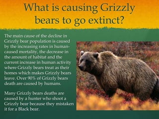 What is causing Grizzly
bears to go extinct?
The main cause of the decline in
Grizzly bear population is caused
by the increasing rates in human-
caused mortality, the decrease in
the amount of habitat and the
current increase in human activity
where Grizzly bears treat as their
homes which makes Grizzly bears
leave. Over 90% of Grizzly bears
death are caused by humans.
Many Grizzly bears deaths are
caused by a hunter who shoot a
Grizzly bear because they mistaken
it for a Black bear.
 