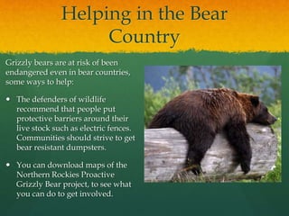 Helping in the Bear
Country
Grizzly bears are at risk of been
endangered even in bear countries,
some ways to help:
 The defenders of wildlife
recommend that people put
protective barriers around their
live stock such as electric fences.
Communities should strive to get
bear resistant dumpsters.
 You can download maps of the
Northern Rockies Proactive
Grizzly Bear project, to see what
you can do to get involved.
 