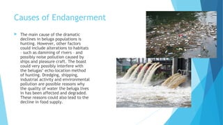 Causes of Endangerment
 The main cause of the dramatic
declines in beluga populations is
hunting. However, other factors
could include alterations to habitats
– such as damming of rivers – and
possibly noise pollution caused by
ships and pleasure craft. The boast
could very possibly interfere with
the belugas’ echo-location method
of hunting. Dredging, shipping,
industrial activity and environmental
pollution are possible reasons why
the quality of water the beluga lives
in has been affected and degraded.
These reasons could also lead to the
decline in food supply.
 