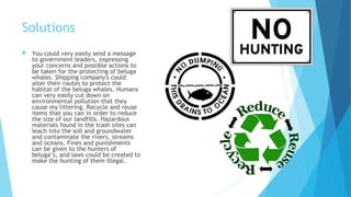 Solutions
 You could very easily send a message
to government leaders, expressing
your concerns and possible actions to
be taken for the protecting of beluga
whales. Shipping company's could
alter their routes to protect the
habitat of the beluga whales. Humans
can very easily cut down on
environmental pollution that they
cause my littering. Recycle and reuse
items that you can in order to reduce
the size of our landfills. Hazardous
materials found in the trash sites can
leach into the soil and groundwater
and contaminate the rivers, streams
and oceans. Fines and punishments
can be given to the hunters of
beluga’s, and laws could be created to
make the hunting of them illegal.
 