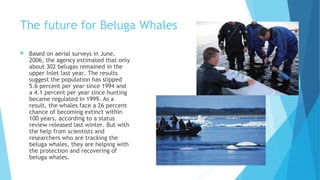 The future for Beluga Whales
 Based on aerial surveys in June,
2006, the agency estimated that only
about 302 belugas remained in the
upper Inlet last year. The results
suggest the population has slipped
5.6 percent per year since 1994 and
a 4.1 percent per year since hunting
became regulated in 1999. As a
result, the whales face a 26 percent
chance of becoming extinct within
100 years, according to a status
review released last winter. But with
the help from scientists and
researchers who are tracking the
beluga whales, they are helping with
the protection and recovering of
beluga whales.
 