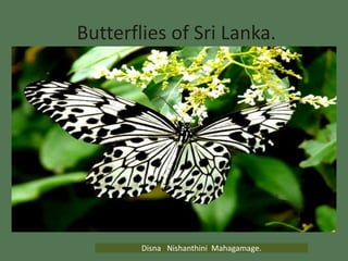 Butterflies of Sri Lanka. 
Disna Nishanthini Mahagamage. 
 