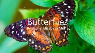 ButterfliesBy Rachel Elizabeth Murray
 