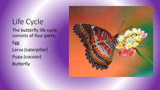 Life Cycle
The butterfly life cycle
consists of four parts:
Egg
Larva (caterpillar)
Pupa (cocoon)
Butterfly
 