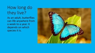 How long do
they live?
As an adult, butterflies
can life anywhere from
a week to a year. It
depends on which
species it is.
 