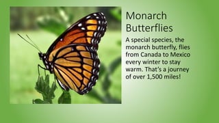 Monarch
Butterflies
A special species, the
monarch butterfly, flies
from Canada to Mexico
every winter to stay
warm. That’s a journey
of over 1,500 miles!
 