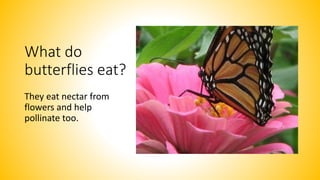 What do
butterflies eat?
They eat nectar from
flowers and help
pollinate too.
 