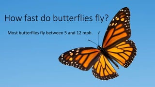 How fast do butterflies fly?
Most butterflies fly between 5 and 12 mph.
 