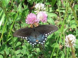 Butterflies of Summer