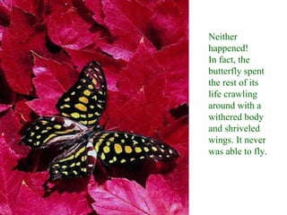 Neither happened! In fact, the butterfly spent the rest of its life crawling around with a withered body and shriveled wings. It never was able to fly.   