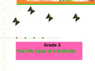 Grade 3 The Life Cycle of a Butterfly 