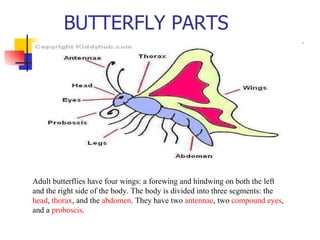 Butterfly Form Body Butterfly | PPT