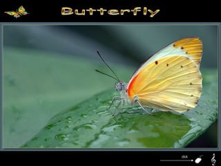 Butterfly click 