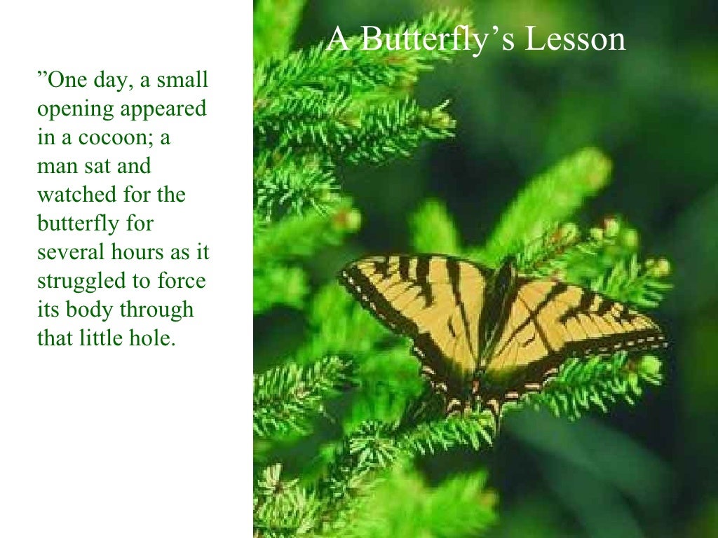 Lessons from a butterfly