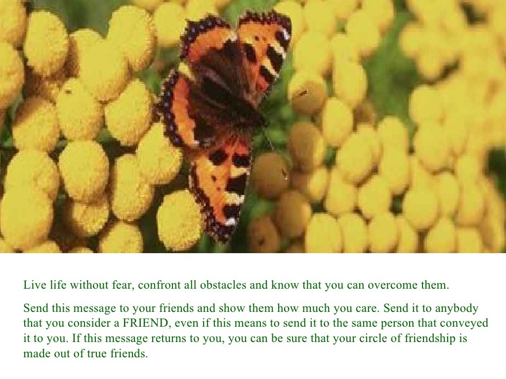 Lessons from a butterfly