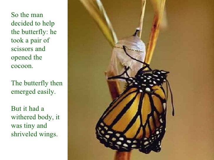 Lessons from a butterfly