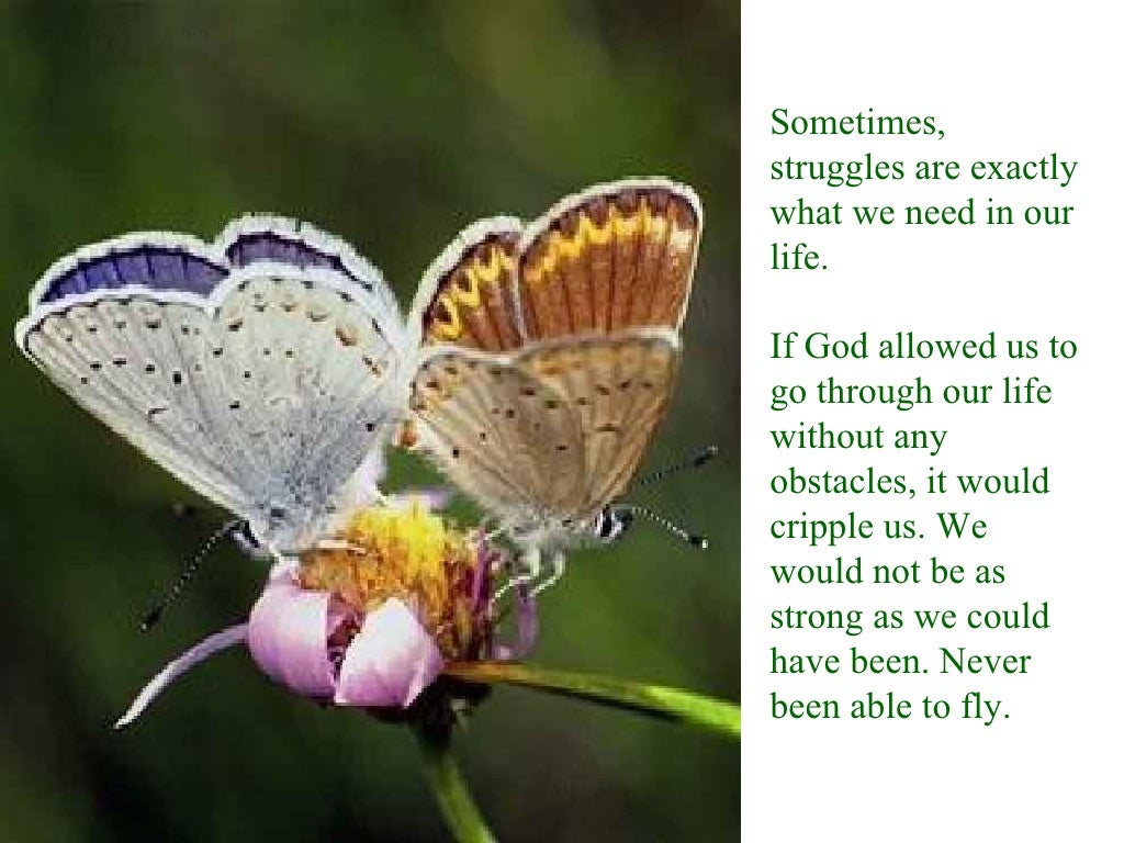Lessons from a butterfly