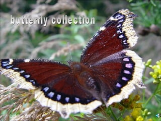 butterfly collection 