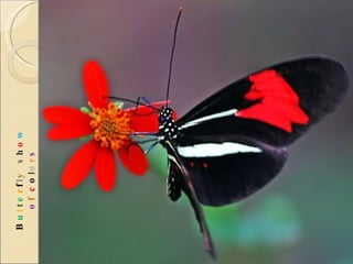 B u t t e r f l y  s h o w   o f  c o l o r s 