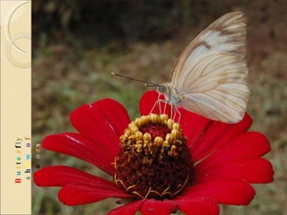 B u t t e r f l y  s h o w   o f  c o l o r s 