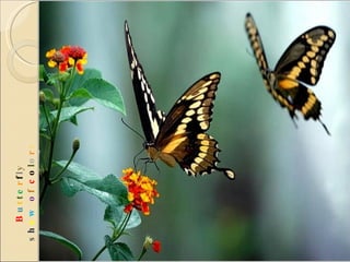 B u t t e r f l y  s h o w   o f  c o l o r s 