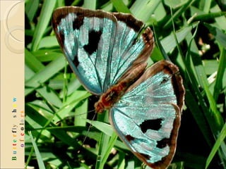 B u t t e r f l y  s h o w   o f  c o l o r s 