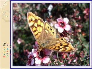 B u t t e r f l y   s h o w   o f  c o l o r s 