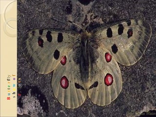 B u t t e r f l y  s h o w   o f  c o l o r s 