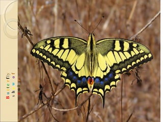 B u t t e r f l y  s h o w   o f  c o l o r s 