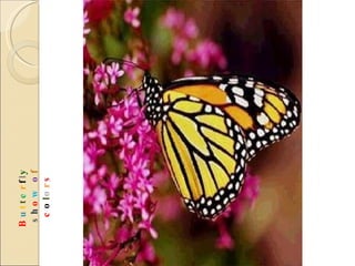 B u t t e r f l y   s h o w   o f  c o l o r s 