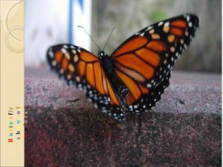 B u t t e r f l y  s h o w   o f  c o l o r s 