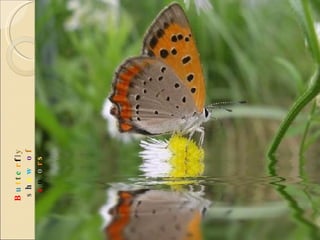 B u t t e r f l y  s h o w   o f  c o l o r s 