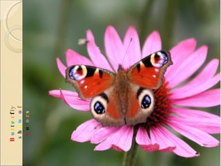 B u t t e r f l y  s h o w   o f  c o l o r s 