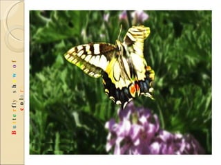 B u t t e r f l y  s h o w   o f  c o l o r s 