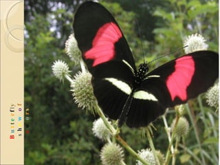 B u t t e r f l y  s h o w   o f  c o l o r s 